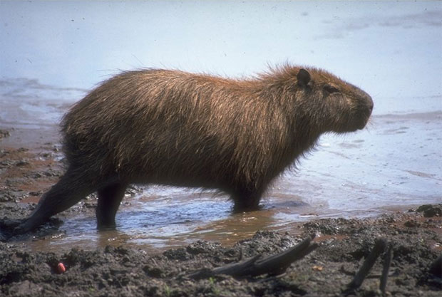CAPIVARA