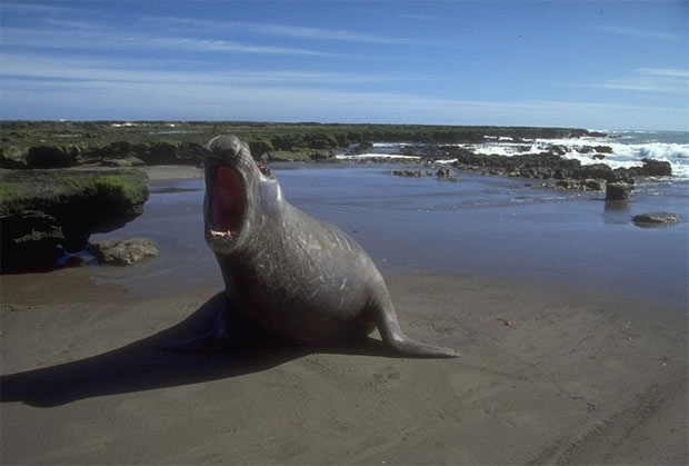 ELEPHANT DE MER