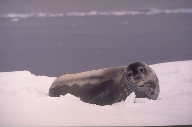 PHOQUE
