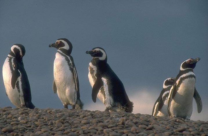 PINGUINS