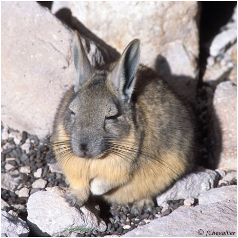 Vizcacha
