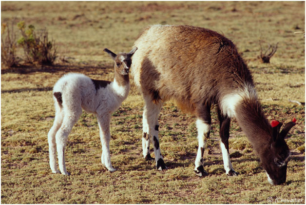 Alpaqas