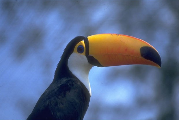 TUCAN