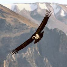 Le CONDOR